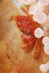 A hairy crab (Pilumnus villosissimus) sitting on the foot... by Arthur Telle Thiemann 